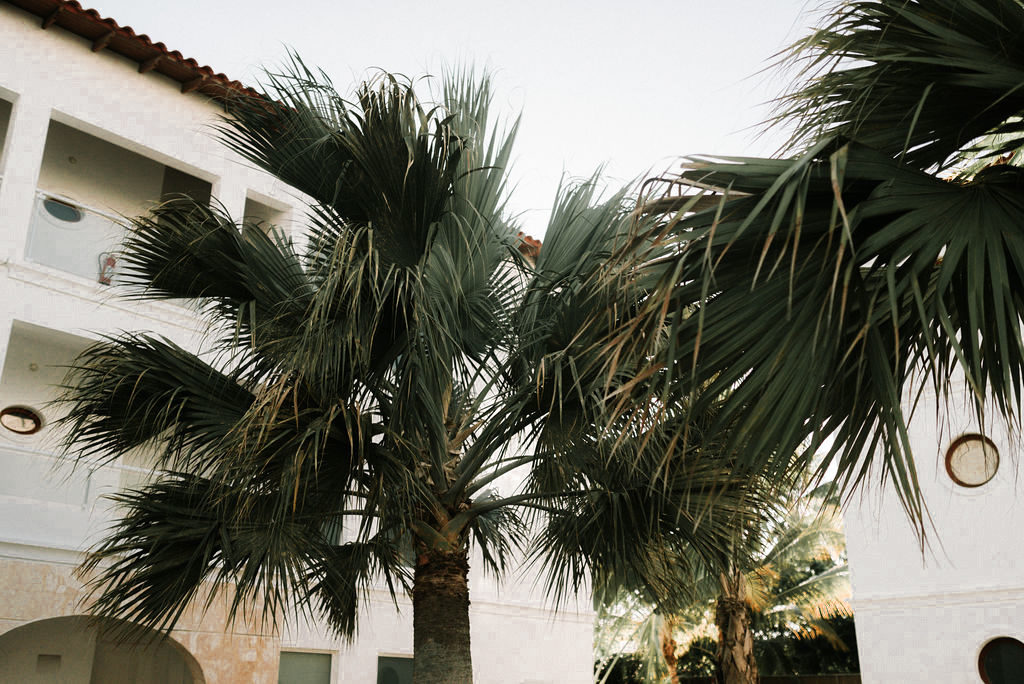 palm trees at dreams dominicus la romana