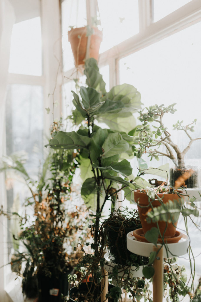 plants in the window at modern airbnb Minneapolis